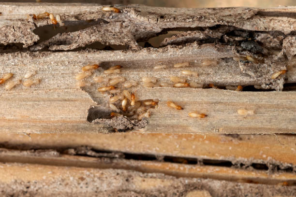 Best Pest Inspection Near Me  in Manhattan, KS